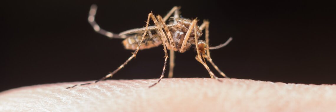 A leishmaniose, transmitida pelo mosquito-palha, é uma doença grave. O Hospital Estadual de Trindade (Hetrin) destaca a importância de conhecer os sinais e adotar medidas preventivas em ambientes de saúde.